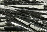 Polished Fossil Orthoceras (Cephalopod) Plate - Morocco #372656-1